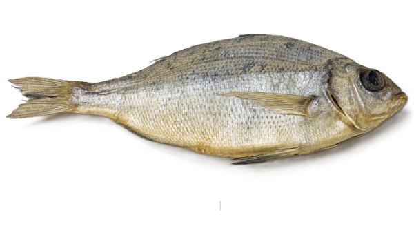 Gedörrte Dorade